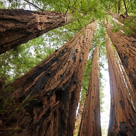 Image of: How Climate Change Is Affecting Our Redwood Forests