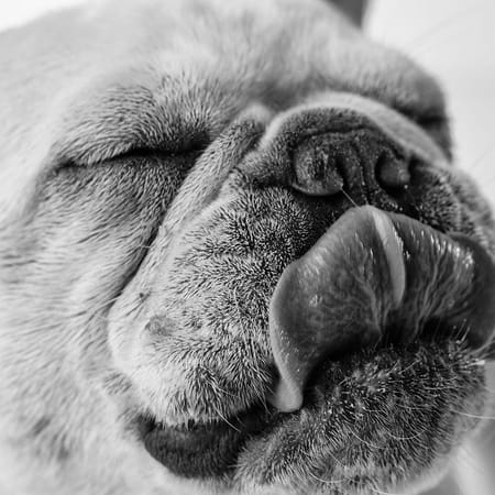 Image of: Lap Up These Portraits of San Francisco’s Good Dogs