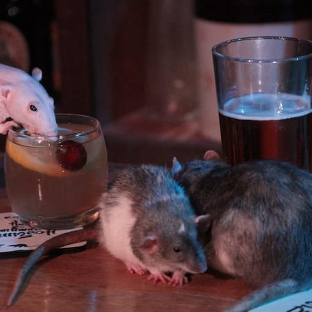 Image of: Inside San Francisco’s Pop-Up Rat Bar