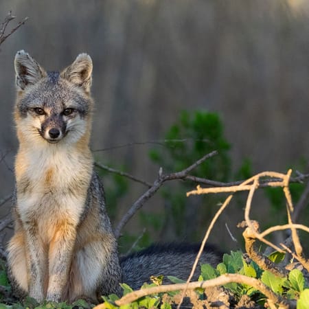 Image of: The Bay’s Adorable Gray Foxes Are Trapped In—and Dying