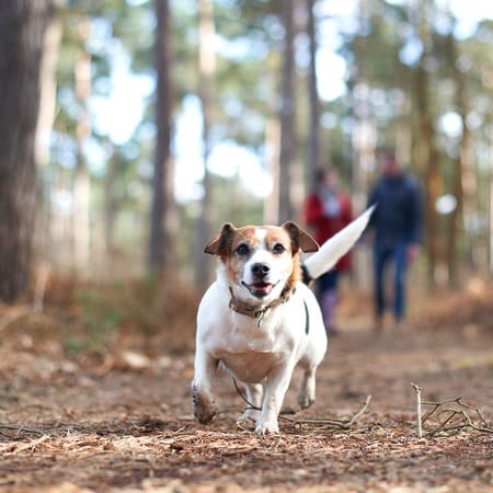 Image of: The Best Dog-Friendly Hikes in the East Bay