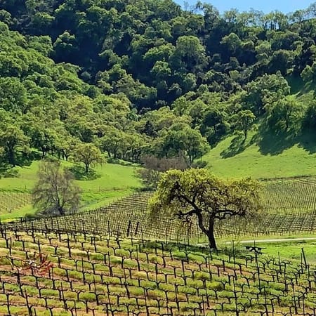 Image of: South Bay Wineries Open for Socially Distanced Sipping