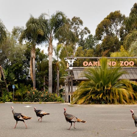 Image of: Why Does the Bay Have So Many Wild Turkeys?