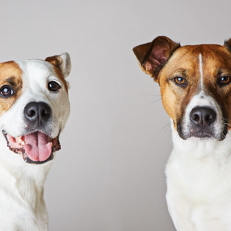 Image of: TBI’s 5 Best: San Francisco’s Best Dog Parks