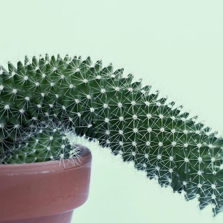 Image of: Covid-19 Is a True Boner-Killer