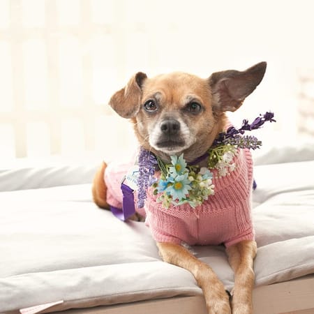 Image of: Why Are Chihuahuas Filling Up Bay Area Shelters?