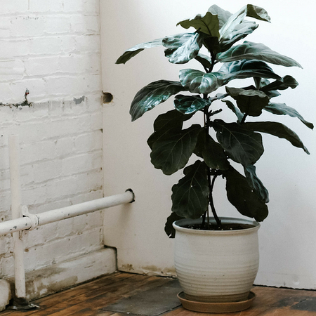 Image of: Fiddle-Leaf Fig Supply Dwindling after Hurricane Irma Decimates Crop