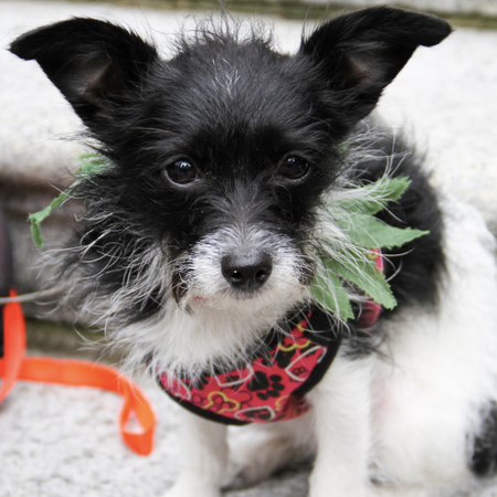 Image of: Can You Get Your Pets High for Medical Reasons?