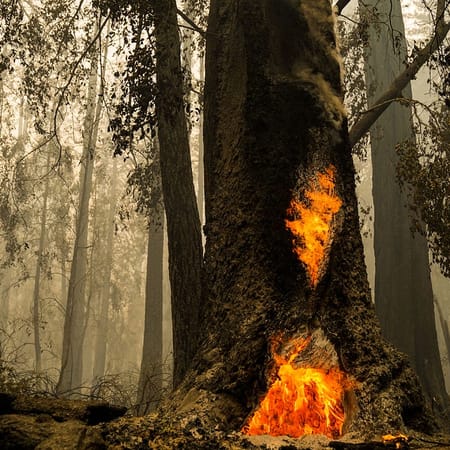 Image of: An Ode to Big Basin State Park, Which Has Been Devastated by the Wildfires