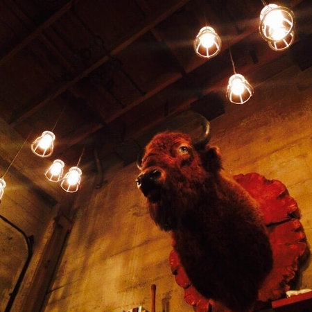 Image of: What’s with San Francisco’s Taxidermy Obsession?