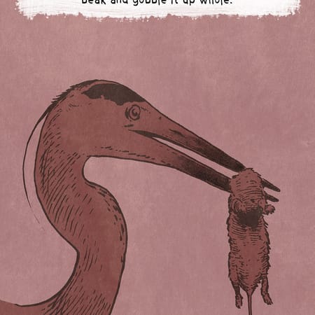 Image of: An Illustrated Guide to Common Bay Area Water Birds