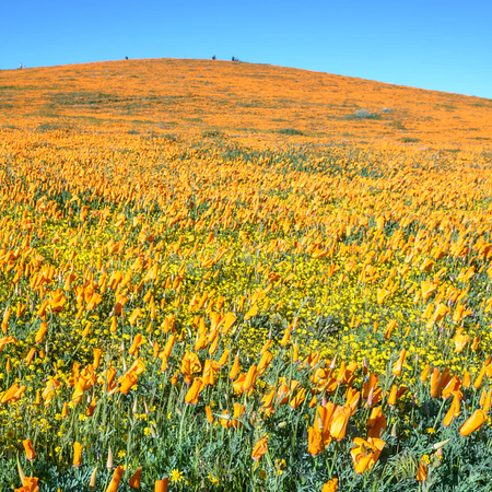 Image of: TBI’s 5 Best: Views of the California Poppy Blooms