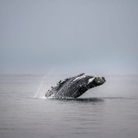 Image of: TBI’s 5 Best: Spots for Watching the Gray Whale Migration