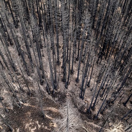 Image of: Wildfires Are Making Forests Scream and Cry