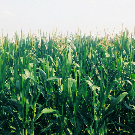 Image of: San Francisco 2.0: I Left for the Midwest and Came Back