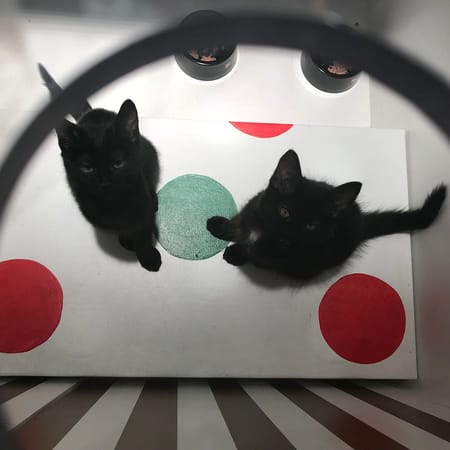 Image of: Why Macy’s Windows Are Still Our Favorite SF Holiday Tradition