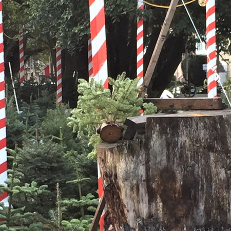 Image of: TBI’s 5 Best: San Francisco Christmas-Tree Lots