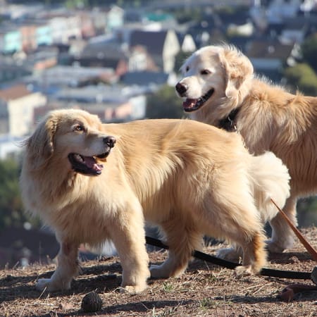 Image of: All the Dog-Related Events in San Francisco