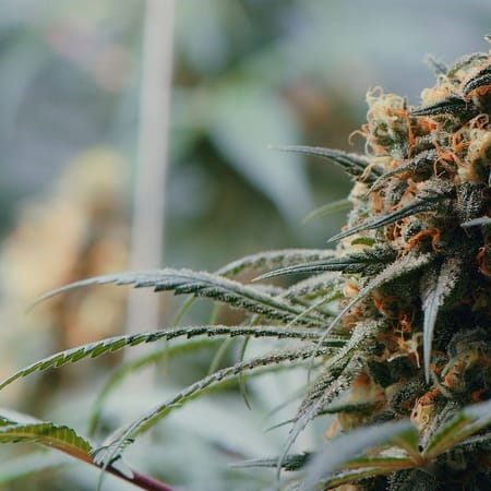 Image of: This San Francisco Company Is Weed Done by Locals