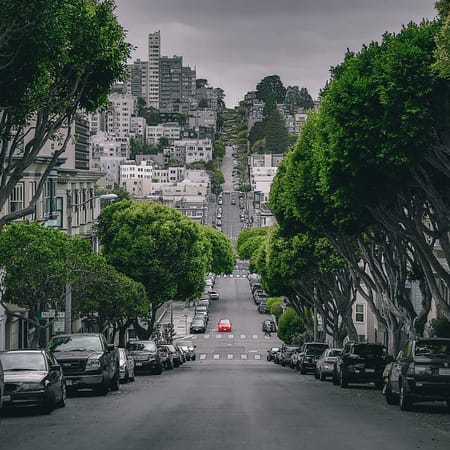 Image of: Do You Know Your Neighborhood Trees in SF? Here’s a Guide.