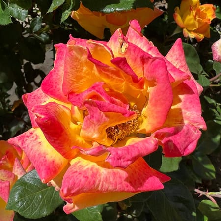 Image of: This East Bay Park is a Rose Lover’s Paradise