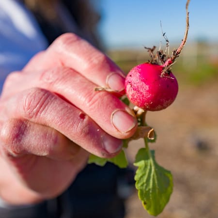 Image of: This Bay Area Farm Reuses Water to Grow Veggies
