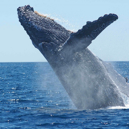 Image of: This Week’s Craziest SF Stories: Animal Edition