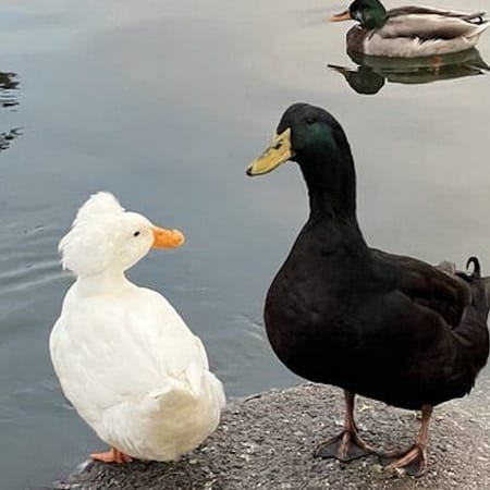 Image of: The Lake Merritt Duck Couple That Stole Oakland’s Heart