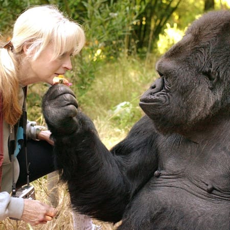 Image of: Weekly News Roundup: The Death of a Bay Area Icon, Koko