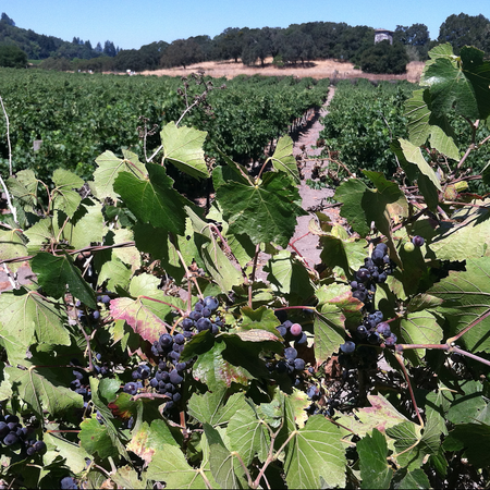 Image of: Ten Bay Area Wineries That Will Serve You Free Wine
