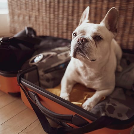 Image of: On the Things You Carry and the Things You Leave