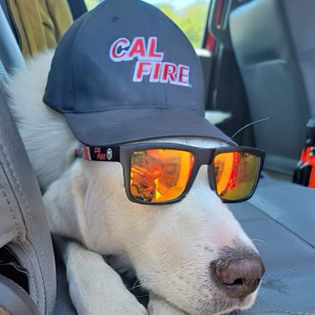 Image of: Firefighters Battling Dixie Fire Rescue Lost Dog