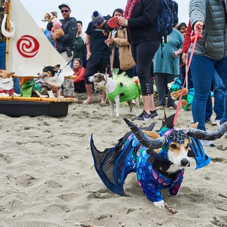 Image of: PHOTOS: Corgi Con Takes Over Ocean Beach
