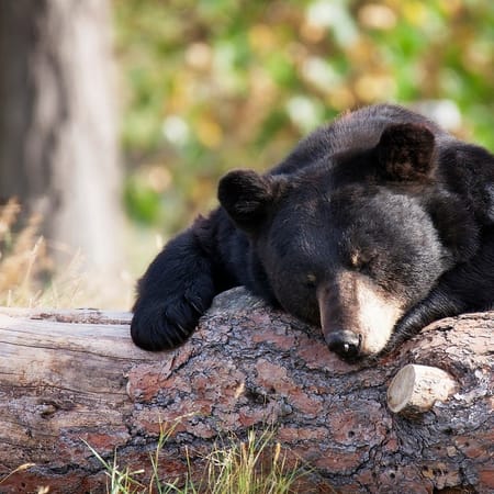 Image of: How the High Sierra Black Bears Take Their Coffee