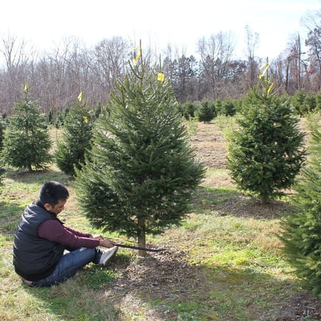 Image of: Eight Things to Buy Instead of That Overpriced Christmas Tree