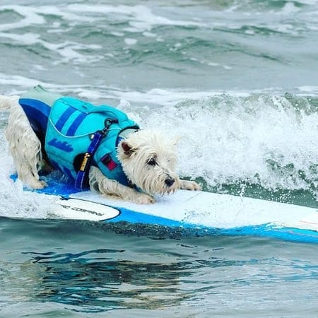 Image of: Who Are the Pups to Watch at the World Dog-Surfing Championships?