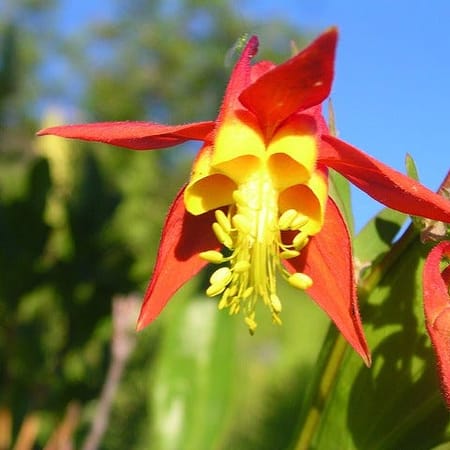 Image of: How Many of San Francisco’s Native Flowers Can You ID?