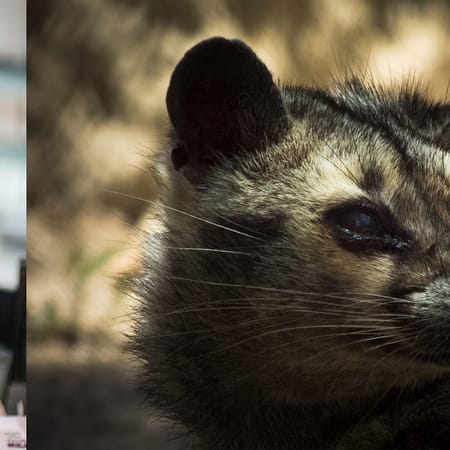 Image of: Which Tastes Better—Blue Bottle or Coffee S**t Out by a Small Marsupial?