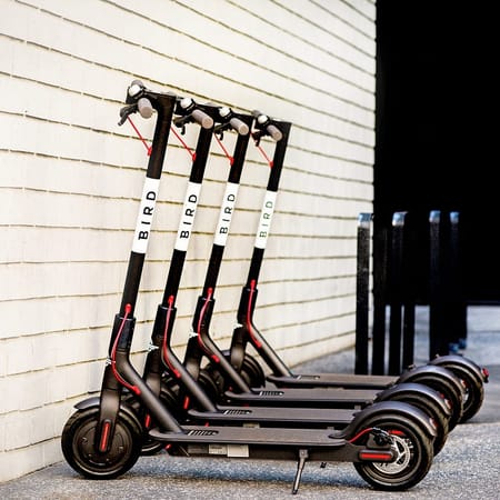 Image of: Observing the Great SF “Bird” Migration