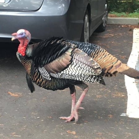 Image of: Why Are Wild Turkeys So Prevalent in the Bay Area?