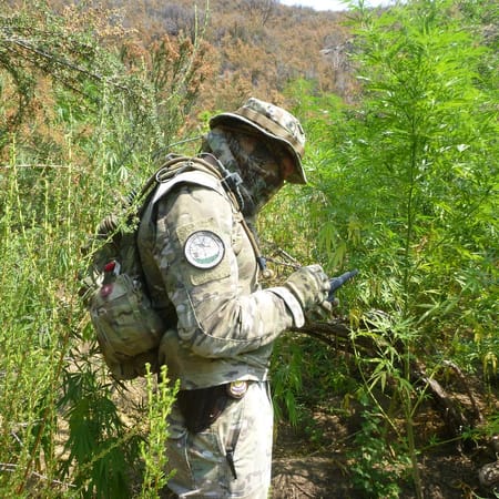 Image of: Not-So-High Times: What It’s like Being a Weed Trimmer in the Underground Cannabis Economy