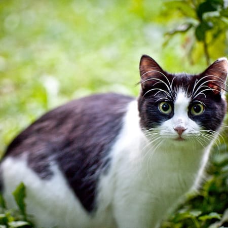 Image of: Yes, You Can Take Your Cat Outside Too