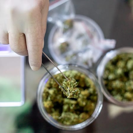 Image of: Check Out These Bay Area Cannabis Leaders