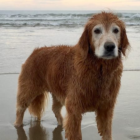 Image of: After Losing My Dog, Neighbors on Nextdoor Loaned Me Their Own Pups to Grieve