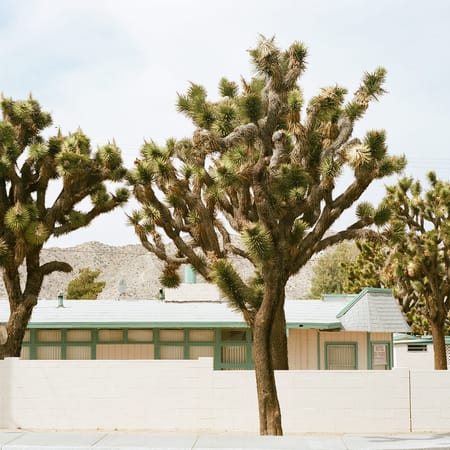 Image of: The Strange Beauty of Joshua Tree, California