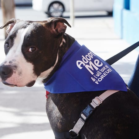 Image of: Fur-tastic Photos of All the Good Dogs at Pet Pride Day